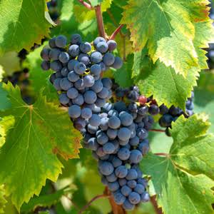 Grape Venus 1 gal