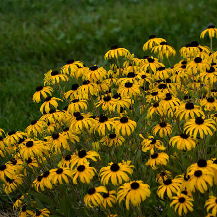 Rudebekia, American Gold Rush  1 gal