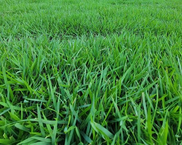 Zoysia sod