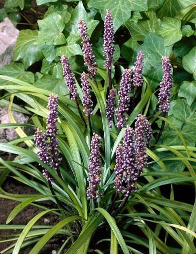 Liriope Spicata 3.5"