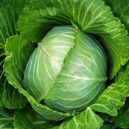Cabbage Green Stonehead 6pk