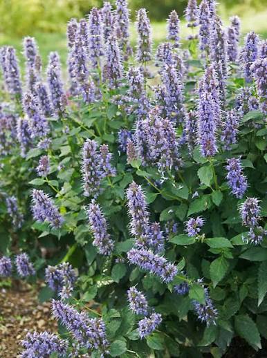 Agastache ‘Blue Fortune’ 1 gal