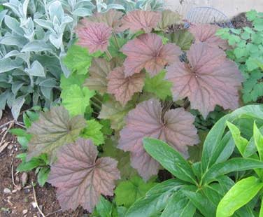 Heuchera Autumn Bride 1 qt