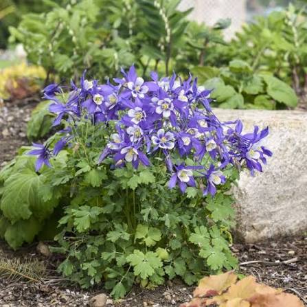 Columbine &
