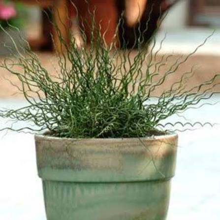 Grass, Big Twister Juncus qt