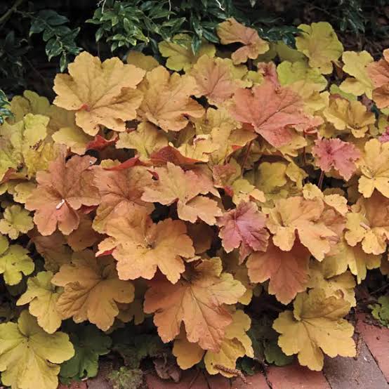 Heuchera Caramel 1gal