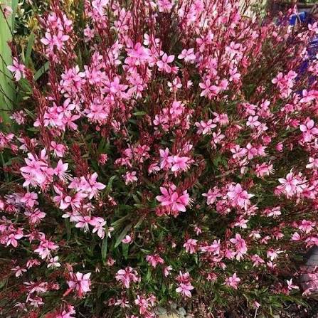 4" Guara Beeblossom