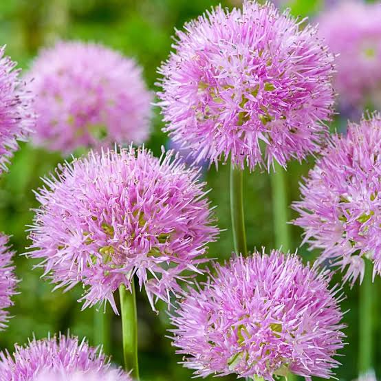 Allium Rosy Dream Bulbs