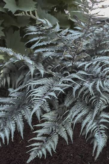 Fern Athyrium Godzilla Giant Japanese Painted Fern 1 gal
