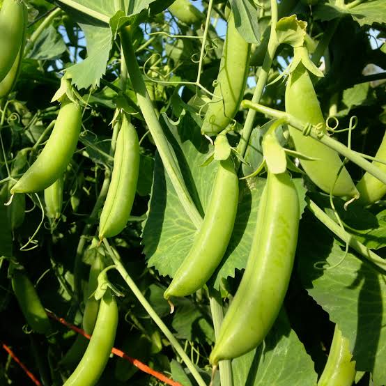 Pea snap cascadia