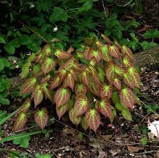 Red Barrenwort Epimedium rubrum  qt