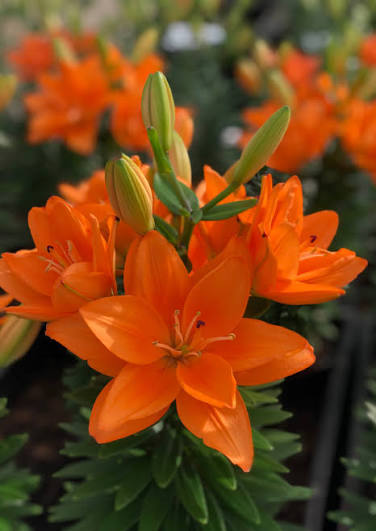 Lillium Asiatic Tiny Dbl Dutch 1 gal