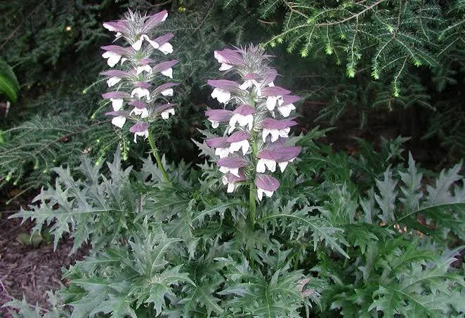 Spiny Bear’s Breeches, Acanthus spinosus 1 gal