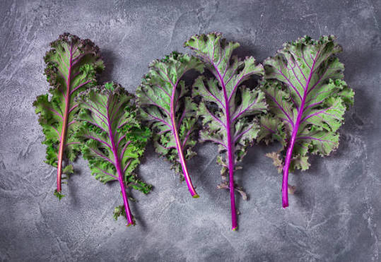 Kale Red Russian 6pk
