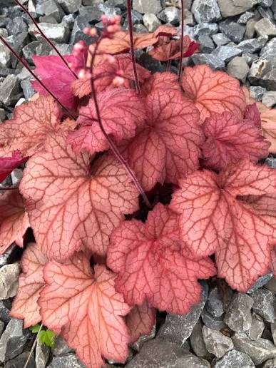Heuchera Georgia Peach 1 gal
