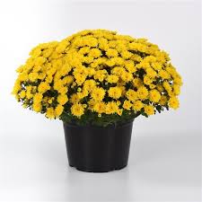 Mum Cyclone Yellow 9"
