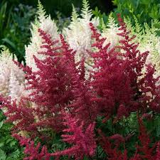 Astilbe Elmo crimson red 1 gal