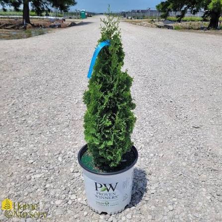 Arborvitae &