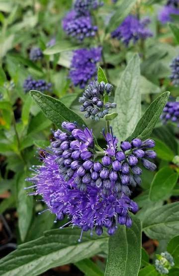 Caryooteris Dark Knight Bluebeard Caryopteris x clandonensis &