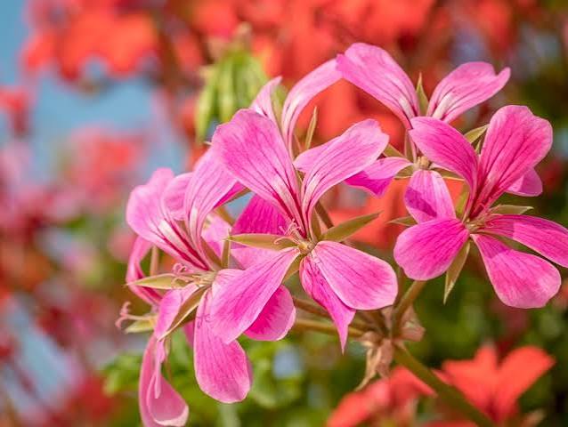 Geranium Ivy 4"