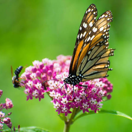 Asclepias incarnata Cinderella 1 gal