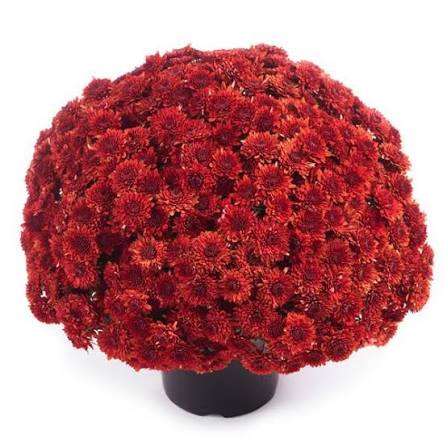 Mum Avalon Red 9"