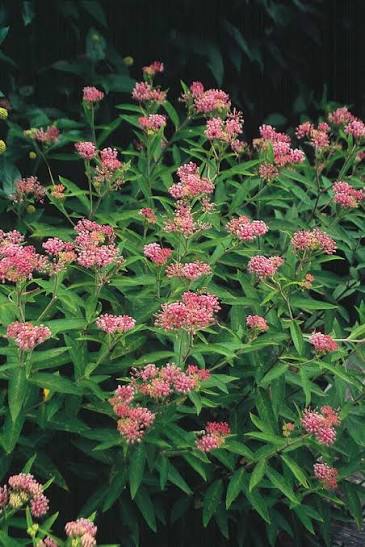 Asclepias incarnata Cinderella 1 gal