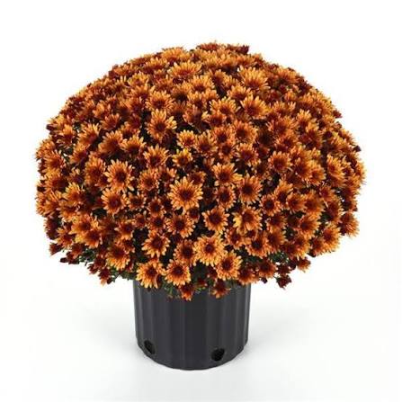 Mum Cosmic Meteor Bronze 9"