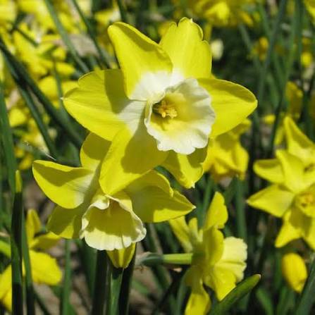 Narcissus Hillstar Daffodil Bulbs