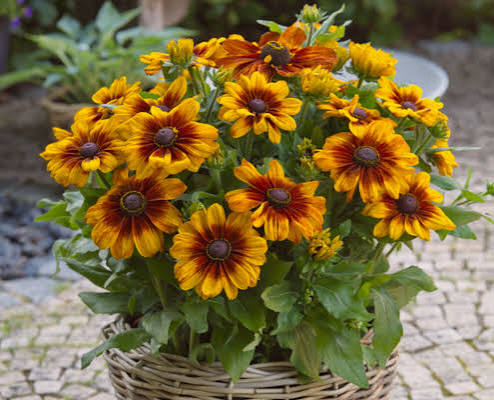 Sunbeckia Luna 8"