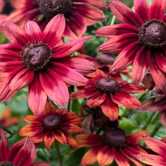 Rudbeckia Cherry Brandy 1gl