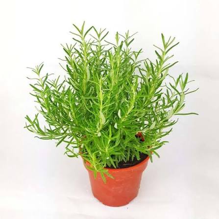 6" Rosemary BBQ
