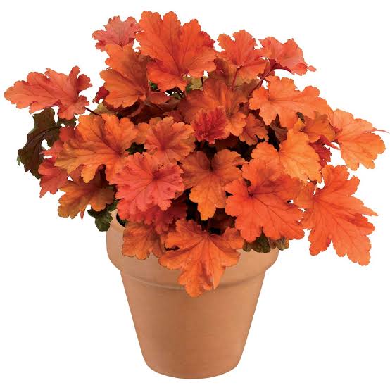 Heuchera Paprika Coral Bells 1gl