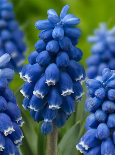 Muscari Dark Eyes Bulbs