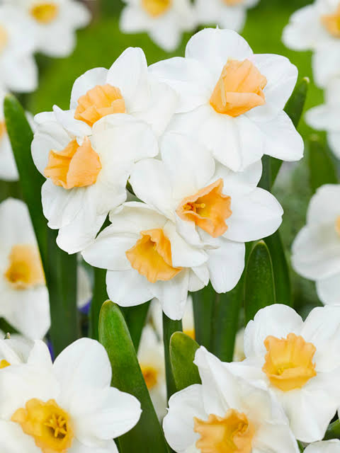 Narcissus Kapiti Peach Daffodil Bulbs