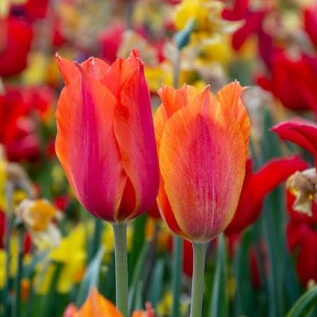 Tulip El Niño Bulbs