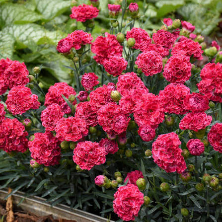 Dianthus Raspberry Ruffles 1 gal