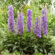 Delphinium Del Breezin 1 gal
