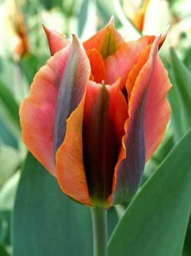 Tulip Artist Bulbs