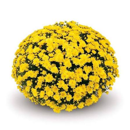 Mum Conaco Yellow 9"