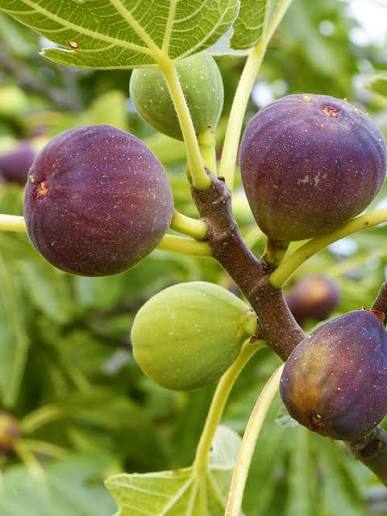 Ficus carica Brown Turkey Fig 2 gal