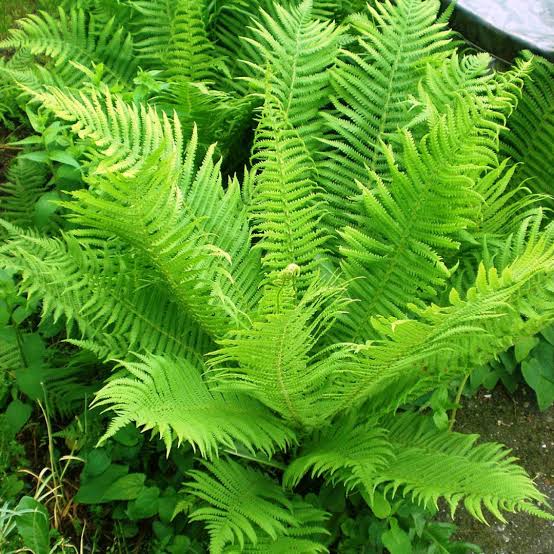 Fern Ostrich Matteuccia struth  1 gal