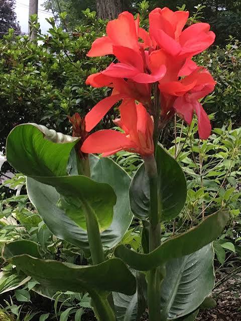 Canna Lily Happy Isabel