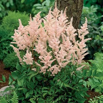 Astilbe Peach Blossom