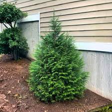 Arborvitae &
