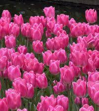 Tulip Christmas Dream Bulbs