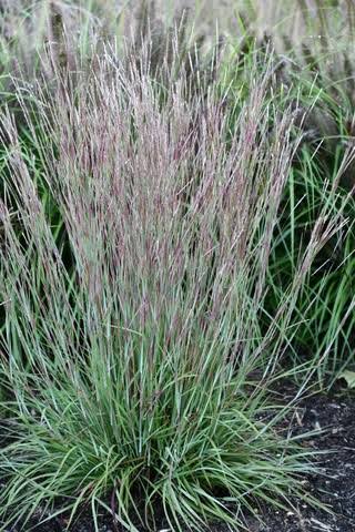 Grass Schizachyrium Little Red Fox 1gl