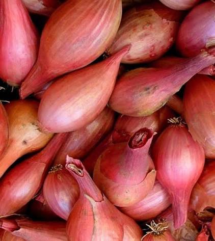 10 Shallots
