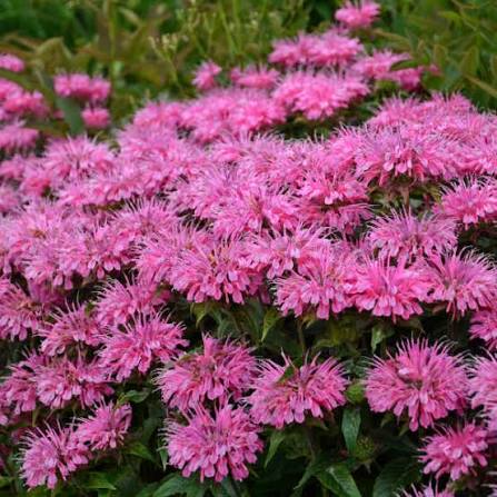 Monarda Bubblegum Blast Bee Balm 1 gal