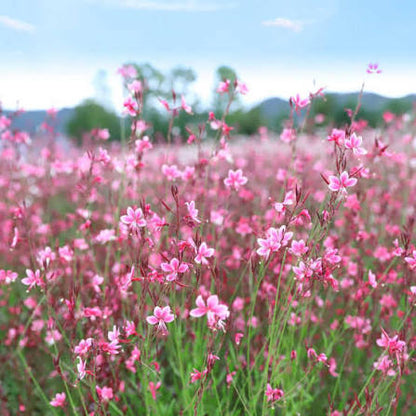 4" Guara Beeblossom
